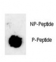 Dot blot analysis of phosphorylated-Sox2 antibody. 50ng of phos-peptide or nonphos-peptide per dot were spotted.