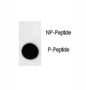 Dot blot analysis of phospho-LC3B antibody. 50ng of phos-peptide or nonphos-peptide per dot were spotted.