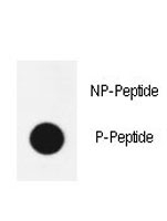 Dot blot analysis of phospho-Sox2 antibody. 50ng of phos-peptide or nonphos-peptide per dot were spott