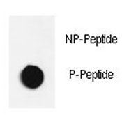 Dot blot analysis of p-JNK antibody. 50ng of phos-peptide or nonphos-peptide per dot were spotted.