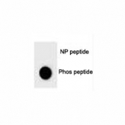 Dot blot analysis of phospho BAD antibody. 50ng of phos-peptide or nonphos-peptide per dot were spotted.