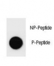 Dot blot analysis of phospho-HER2 antibody. 50ng of phos-peptide or nonphos-peptide per dot were spotted.