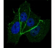 Fluorescent confocal image of MCF7 cells stained with phospho-ERBB2 antibody at 1:100. Note the highly specific localization of ERBB2 to the plasma membrane.