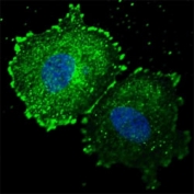 Fluorescent confocal image of MCF7 cells stained with phospho-ERBB2 antibody at 1:100. Note the highly specific localization to the plasma membrane and cytoplasm.