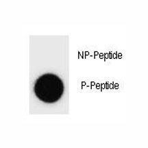 Dot blot analysis of phospho-IKKB antibody. 50ng of phos-peptide or nonphos-peptide per dot were spotted.
