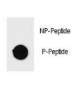 Dot blot analysis of p-PARP antibody. 50ng of phos-peptide or nonphos-peptide per dot were spotted.