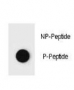 Dot blot analysis of phospho-PTEN antibody. 50ng of phos-peptide or nonphos-peptide per dot were spotted.