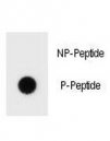 Dot blot analysis of phospho-Bcl-2 antibody. 50ng of phos-peptide or nonphos-peptide per dot were spotted.