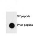 Dot blot analysis of p-PTEN antibody. 50ng of phos-peptide or nonphos-peptide per dot were spotted.