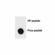 Dot blot analysis of phospho-ULK1 antibody. 50ng of phos-peptide or nonphos-peptide per dot were spotted.