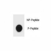 Dot blot analysis of phospho-TSC1 antibody. 50ng of phos-peptide or nonphos-peptide per dot were spotted.