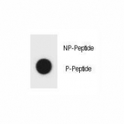 Dot blot analysis of phospho-TSC1 antibody. 50ng of phos-peptide or nonphos-peptide per dot were spotted.