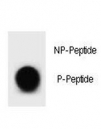 Dot blot analysis of phospho Bcl2 antibody. 50ng of phos-peptide or nonphos-peptide per dot were spotted.