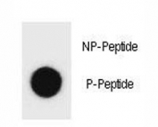Dot blot analysis of phospho Beclin 1 antibody. 50ng of phos-peptide or nonphos-peptide per dot were spotted.