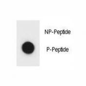 Dot blot analysis of phospho-IKKB antibody. 50ng of phos-peptide or nonphos-peptide per dot were spotted.