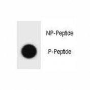 Dot blot analysis of phospho-IKKB antibody. 50ng of phos-peptide or nonphos-peptide per dot were spotted.