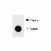 Dot blot analysis of phospho-TSC1 antibody. 50ng of phos-peptide or nonphos-peptide per dot were spotted.