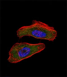 Fluorescent confocal image of HeLa cell stained with HIF1 alpha antibody at 1:25. HIF1A immunoreactivity is localized to the cytoplasm and nucleus.