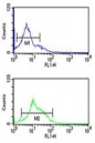 ZO-1 antibody flow cytometric analysis of K562 cells (bottom histogram) compared to a negative control cell (top histogram). FITC-conjugated goat-anti-rabbit secondary Ab was used for the analysis.