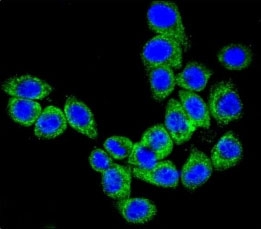 Confocal immunofluorescent analysis of CD46 antibody with HeLa cells followed by Alexa Fluor 488-conjugated goat anti-rabbit lgG (green). DAPI was used as a nuclear counterstain (blue).