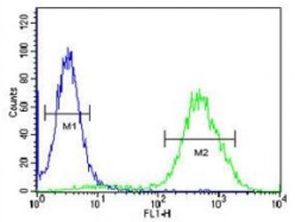 CCR1 antibody flow cytometric analysis of 293 cells (right histogram) compared to a negative control (left histogram). FITC-conjugated goat-anti-rabbit secondary Ab was used for the analysis.