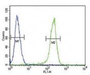CCR7 antibody flow cytometric analysis of 293 cells (right histogram) compared to a negative control (left histogram). FITC-conjugated goat-anti-rabbit secondary Ab was used for the analysis.