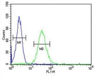 CD80 antibody flow cytometric analysis of HL-60 cells (right histogram) compared to a negative control (left histogram). FITC-conjugated goat-anti-rabbit secondary Ab was used for the analysis.~