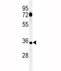 Western blot analysis of CD80 antibody a