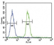 S100B antibody flow cytometric analysis of A375 cells (right histogram) compared to a negative control (left histogram). FITC-conjugated goat-anti-rabbit secondary Ab was used for the analysis.