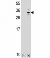 Western blot analysis of XBP1 antibody and 293 cell lysate (2 ug/lane) either nontransfected (Lane 1) or transiently transfected (2) with the human gene.