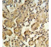 XBP1 antibody IHC analysis in formalin fixed and paraffin embedded mouse kidney tissue.
