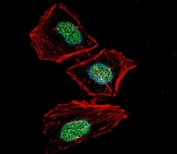 Fluorescent confocal image of HeLa cells stained with XRCC6 antibody. Alexa Fluor 488 secondary (green) was used. XRCC6 immunoreactivity is localized to the nucleus strongly and cytoplasm weakly.