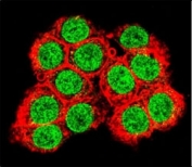 Confocal immunofluorescent analysis of XRCC6 antibody with 293 cells followed by Alexa Fluor 488-conjugated goat anti-rabbit lgG (green). Actin filaments have been labeled with Alexa Fluor 555 Phalloidin (red).