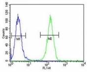 XRCC6 antibody flow cytometric analysis of A2058 cells (green) compared to a negative control (blue). FITC-conjugated goat-anti-rabbit secondary Ab was used for the analysis.