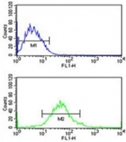 G6PD antibody flow cytometric analysis of MCF-7 cells (green) compared to a <a href=../search_result.php?search_txt=n1001>negative control</a> (blue). FITC-conjugated goat-anti-rabbit secondary Ab was used for the analysis.