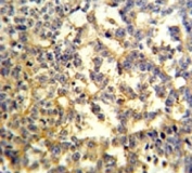 G6PD antibody IHC analysis in formalin fixed and paraffin embedded testis.