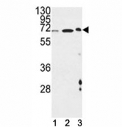 ATF6 beta antibody western blot analysis in (1) mouse NIH3T3, (2) hamster CHO and (3) mouse cerebellum lysate