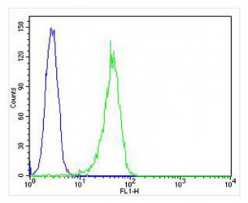 FACS testing of fixed and permeabilized human HL-60 cells with CD63 antibody. Blue = isotype control, Green = CD63 antibody.