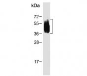 Western blot testing of human spleen tissue lysate with CD63 antibody. Predicted molecular weight: 25-60 kDa depending on glycosylation level.