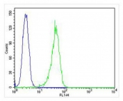 FACS testing of fixed and permeabilized human HL-60 cells with CD63 antibody at 1:25 dilution. Blue = isotype control, Green = CD63 antibody.