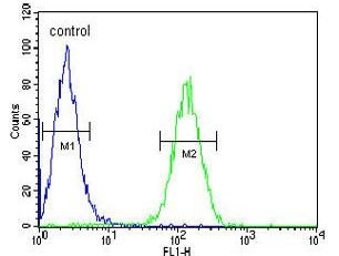 AXIN2 antibody flow cytometric analysis of Jurkat cells (right histogram) compared to a negative control (left histogram). FITC-conjugated goat-anti-rabbit secondary Ab was used for the analysis.