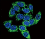 Confocal immunofluorescent analysis of AHR antibody with HeLa cells followed by Alexa Fluor 488-conjugated goat anti-rabbit lgG (green). DAPI was used as a nuclear counterstain (blue).
