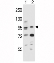 AHR antibody western blot analysis in (1) mouse NIH3T3 and (2) human T47D cell line lysate. Predicted molecular weight ~ 95kDa.