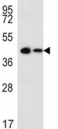 Sox2 antibody western blot analysis in 293, CEM lysate (15ug/lane).