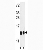 H4 antibody western blot analysis in (1) human K562 and (2) mouse NIH3T3 lysate.