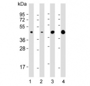 Western blot testing of 1) human heart, 2) human PANC-1, 3) mouse heart and 4) rat heart lysate with WNT5A antibody. Predicted molecular weight ~41 kDa, commonly observed at 41-45 kDa.