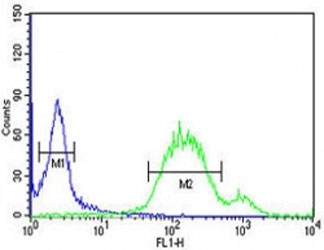 WNT5A antibody flow cytometric analysis of HeLa cells (green) compared to a?negative control?(blue). FITC-conjugated goat-anti-rabbit secondary Ab was used for the analysis.