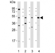 Western blot testing of 1) human HeLa, 2) mouse brain, 3) mouse heart and 4) human PANC-1 lysate with WNT5A antibody. Expected molecular weight ~41 kDa.