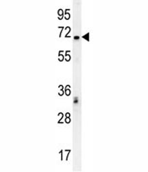 TCF4 antibody western blot analysis in K562 lysate.~