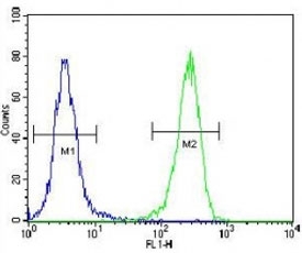 AQP11 antibody flow cytometric analysis of 293 cells (green) compared to a <a href=../search_result.php?search_txt=n1001>negative control</a> (blue). FITC-conjugated goat-anti-rabbit secondary Ab was used for the analysis.